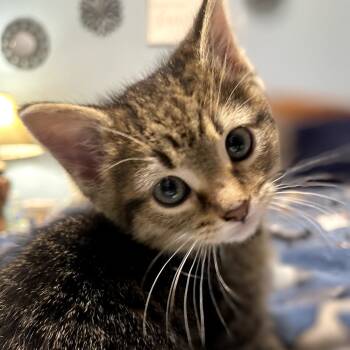 Rescue Domestic Short Hair Cats for Adoption in Springfield, Illinois - Ariella | PetCurious