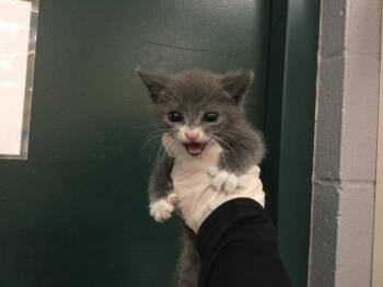 Domestic Short Hair Cats Available for Adoption in Thousand Palms, California - BIGGY | PetCurious