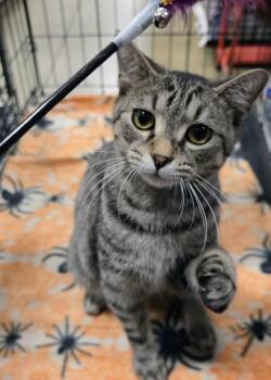 Tabby and Domestic Short Hair Cats Available for Adoption - Hairball 2026 | PetCurious