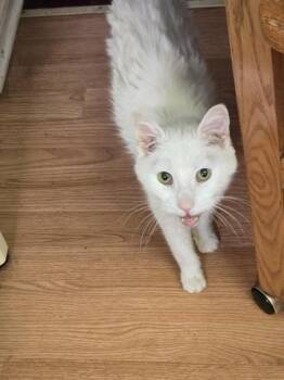 Patch -  Domestic Short Hair Cat for Adoption in Simcoe, Ontario - Patch | PetCurious