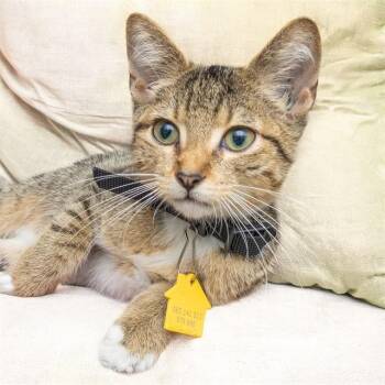 CLIFF -  Domestic Short Hair Cat for Adoption in St. Louis, Missouri - CLIFF | PetCurious