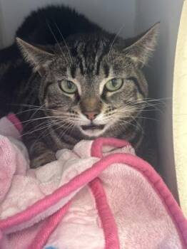 Sierra -  Domestic Short Hair Cat for Adoption in Picayune, Mississippi - Sierra | PetCurious