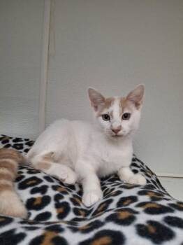 Popcorn -  Domestic Short Hair Cat for Adoption in Rochester, New Hampshire - Popcorn | PetCurious