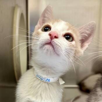 Domestic Short Hair Cats Available for Adoption in Walnut Creek, California - Ralphie | PetCurious