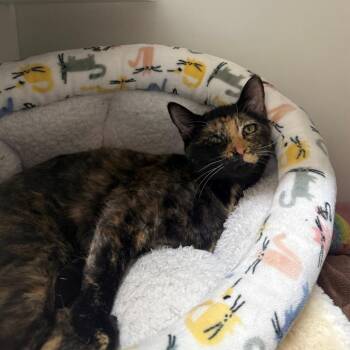 Sprinkle -  Domestic Short Hair Cat for Adoption in Branford, Connecticut - Sprinkle | PetCurious