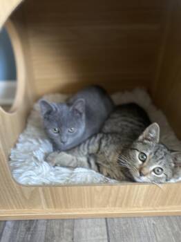 Rescue Domestic Short Hair and Russian Blue Cats for Adoption in Philadelphia, Pennsylvania - Alex | PetCurious