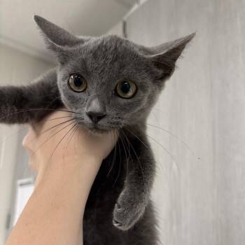 Tiana -  Domestic Short Hair Cat for Adoption in Beaumont, Texas - Tiana | PetCurious