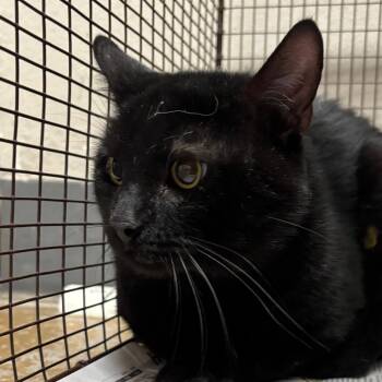 Void -  Domestic Short Hair Cat for Adoption in Yuma, Arizona - Void | PetCurious