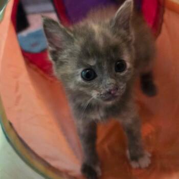 Domestic Short Hair Cats Available for Adoption in La Grange, Kentucky - Caprice | PetCurious