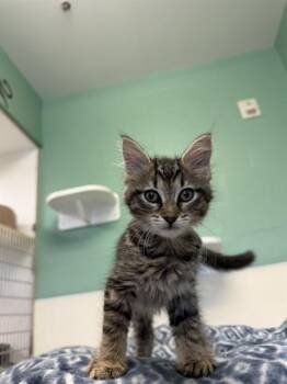 FLORIA -  Domestic Medium Hair Cat for Adoption in Sarasota, Florida - FLORIA | PetCurious
