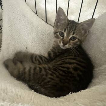 Fiona -  Domestic Short Hair Cat for Adoption in Carmel, Indiana - Fiona | PetCurious