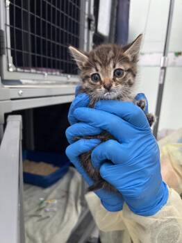 Maddy Perez -  Domestic Short Hair Cat for Adoption in Diamond Springs, California - Maddy Perez | PetCurious