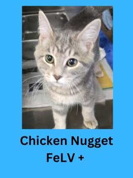 Rescue Domestic Short Hair Cats for Adoption in Ravenna, Ohio - Chicken Nugget | PetCurious