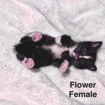 Domestic Short Hair Cats Available for Adoption in Sand Springs, Oklahoma - Flower | PetCurious