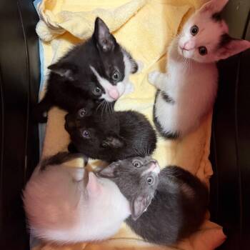 Domestic Short Hair Cats Available for Adoption in Santa Susana, California - Ruth | PetCurious