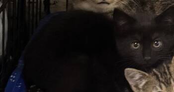 Taylor -  Domestic Short Hair Cat for Adoption in Saint Clairsville, Ohio - Taylor | PetCurious