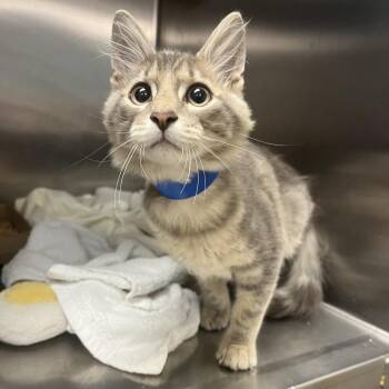 Yolo -  Domestic Medium Hair Cat for Adoption in Chattanooga, Tennessee - Yolo | PetCurious