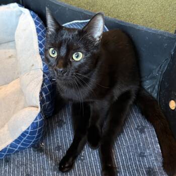 Geneva -  Domestic Short Hair Cat for Adoption in Austintown, Ohio - Geneva | PetCurious