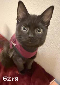 Ezra -  Domestic Short Hair Cat for Adoption in Seal Beach, California - Ezra | PetCurious
