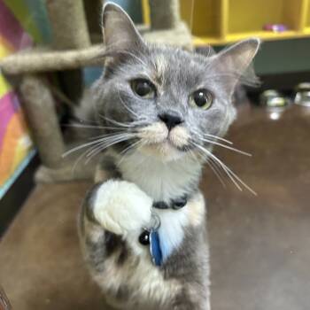 Rescue Domestic Short Hair Cats for Adoption in Springfield, Missouri - Freya | PetCurious