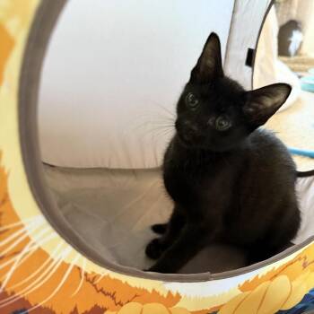 Domestic Medium Hair Cats Available for Adoption - Sir Purr | PetCurious