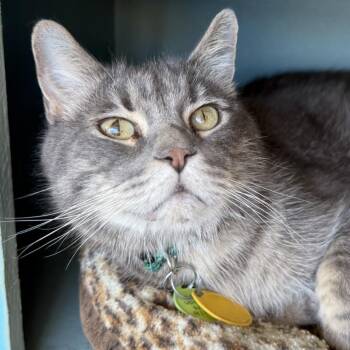 Jason Voorhees -  Domestic Short Hair Cat for Adoption in Tucson, Arizona - Jason Voorhees | PetCurious