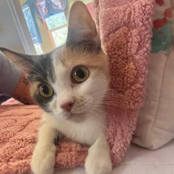 Domestic Short Hair Cats Available for Adoption in Las Vegas, Nevada - Autumn 53844 | PetCurious