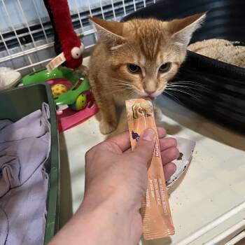 Toni the Tiger -  Domestic Short Hair Cat for Adoption in Salisbury, Massachusetts - Toni The Tiger | PetCurious