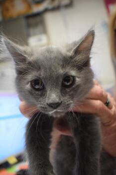Domestic Medium Hair Cats Available for Adoption in Pahrump, Nevada - Kaya (Lacy K1) | PetCurious