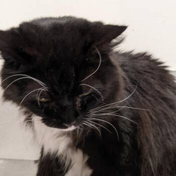 Domestic Medium Hair Cats Available for Adoption in Tampa, Florida - Priscilla | PetCurious