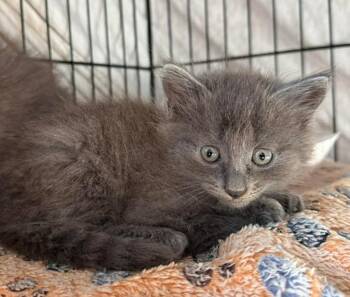 Pansy -  Russian Blue Cat for Adoption in New Braunfels, Texas - Pansy | PetCurious