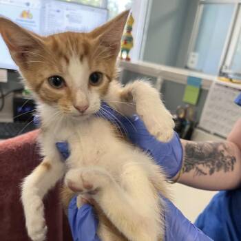 Yale -  Domestic Short Hair Cat for Adoption in Greensboro, North Carolina - Yale | PetCurious