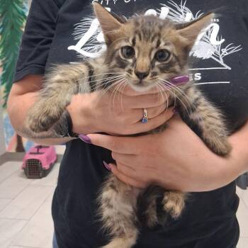 Mochi -  American Shorthair Cat for Adoption in Lufkin, Texas - Mochi | PetCurious