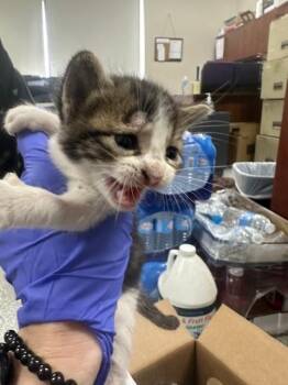 Domestic Short Hair Cats Available for Adoption in Pasadena, Texas - A185243 | PetCurious