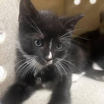 Domestic Short Hair Cats Available for Adoption in Philadelphia, Pennsylvania - Guido | PetCurious