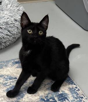 Rescue Domestic Short Hair Cats for Adoption in Westlake Village, California - Sierra | PetCurious