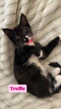 Truffle -  Domestic Long Hair Cat for Adoption in Crown Point, Indiana - Truffle | PetCurious