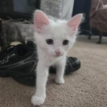 Domestic Medium Hair Cats Available for Adoption in Liverpool, Texas - Gus Gus | PetCurious