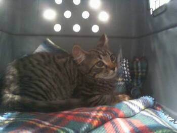 A1266542 -  Domestic Short Hair Cat for Adoption in Charlotte, North Carolina - A1266542 | PetCurious