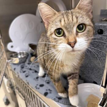 Domestic Short Hair Cats Available for Adoption - Laurel | PetCurious