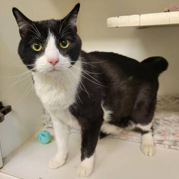 Domestic Short Hair Cats Available for Adoption in Columbia, Missouri - Mr. John Peanut | PetCurious