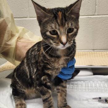 BonBon -  Domestic Short Hair Cat for Adoption in Murray, Utah - BonBon | PetCurious