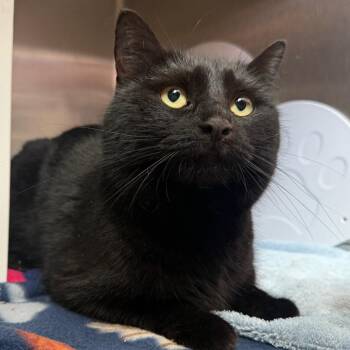 Domestic Short Hair Cats Available for Adoption - Midnight | PetCurious