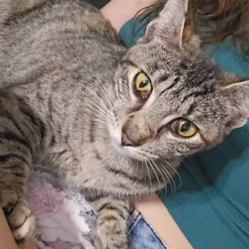 Domestic Short Hair Cats Available for Adoption in Webster, Texas - Trixie | PetCurious