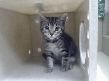 A551619 -  Domestic Short Hair Cat for Adoption in Moreno Valley, California - A551619 | PetCurious