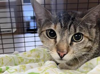 LUCILLE -  Domestic Short Hair Cat for Adoption in San Bernardino, California - LUCILLE | PetCurious