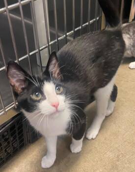 Hank -  Tuxedo Cat for Adoption in Woodinville, Washington - Hank | PetCurious