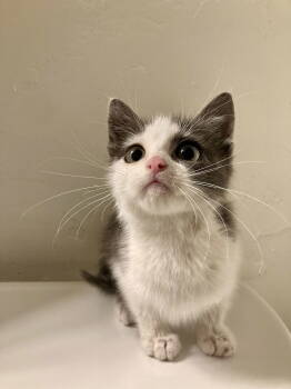 Rescue Domestic Short Hair Cats for Adoption in San Jose, California - Angry Bird | PetCurious