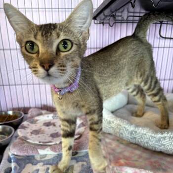 Maple -  Oriental Short Hair and Abyssinian Cat for Adoption in Liverpool, Texas - Maple | PetCurious