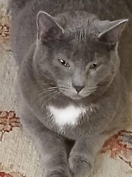 Smokey -  Domestic Short Hair Cat Available for Adoption in Papillion, Nebraska - Smokey | PetCurious